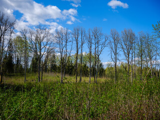 wild forest trees and branches chaos in summer green day