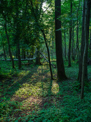 wild forest trees and branches chaos in summer green day