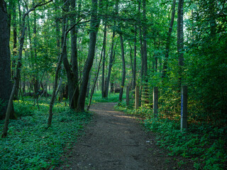 Obraz premium wild forest trees and branches chaos in summer green day