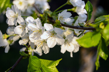 Cherry flowers with white petals and yellow stamens. White tender spring flowering. Tree branch closeup.