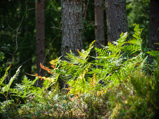 fresh fern leaves in summer forest
