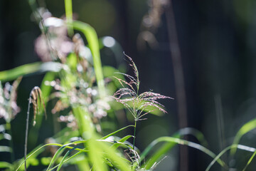 green fresh summer foliage with blur background