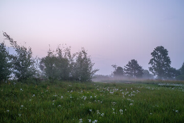 Early morning mist by the riverside is green summer