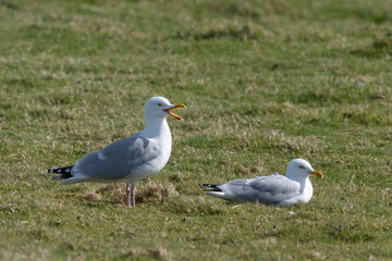 Goéland argenté,.Larus argentatus, European Herring Gull