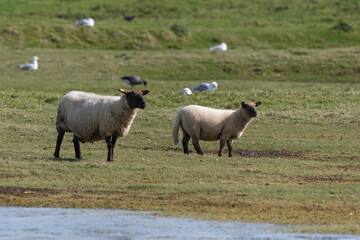 Obraz premium brebis, race Roussine de la Hague,, Ile de Tatihou, Saint Vaast la Hougue, Site naturel protégé, Manche, 50, France