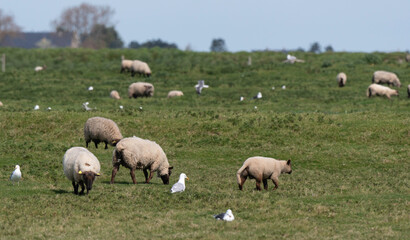 brebis, race Roussine de la Hague,, Ile de Tatihou, Saint Vaast la Hougue, Site naturel protégé,  Manche, 50, France