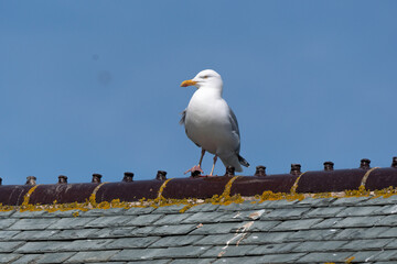 Goéland argenté,.Larus argentatus, European Herring Gull