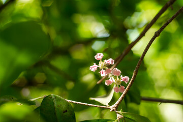 Malpighia, The fruit of Malpighia is a red,Malpighia orange or purple berry,Malpighia containing 2-3 hard seeds,The cherry petals have soft wavy edges and an attractive light pink flower color