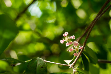 Malpighia, The fruit of Malpighia is a red,Malpighia orange or purple berry,Malpighia containing 2-3 hard seeds,The cherry petals have soft wavy edges and an attractive light pink flower color