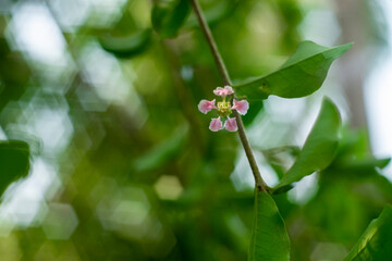 Malpighia, The fruit of Malpighia is a red,Malpighia orange or purple berry,Malpighia containing 2-3 hard seeds,The cherry petals have soft wavy edges and an attractive light pink flower color
