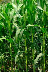 Corn fields on farmland. Corn is a healthy source of carbohydrates. Latin name for corn tree is zea mays. 