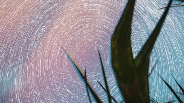 Star Trails Timelapse. 4k Night Starry Sky Glowing Milky Way Stars And Meteoric Track Trails Above Maize Corn Field In Summer Agricultural Season Cornfield. Spin Of Stars In Sky. Rotate Sky Background