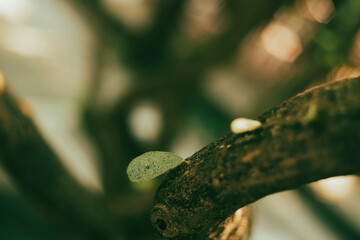 Malpighia, The fruit of Malpighia is a red,Malpighia orange or purple berry,Malpighia containing 2-3 hard seeds,The cherry petals have soft wavy edges and an attractive light pink flower color