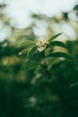 Malpighia, The fruit of Malpighia is a red,Malpighia orange or purple berry,Malpighia containing 2-3 hard seeds,The cherry petals have soft wavy edges and an attractive light pink flower color