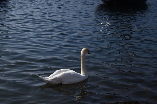 cini al lago