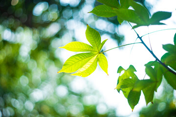 Visible artifacts, usually in the shape of the aperture made by the iris diaphragm, are formed when light follows a pathway through the lens