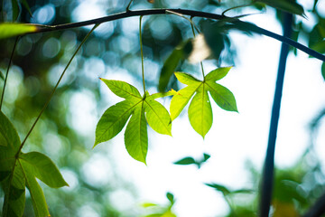 Visible artifacts, usually in the shape of the aperture made by the iris diaphragm, are formed when light follows a pathway through the lens