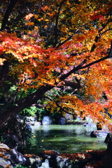 渓谷の紅葉と小川