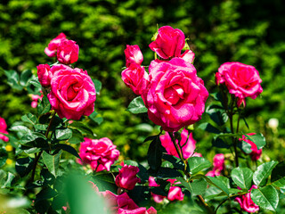 バラ園のピンクのバラ