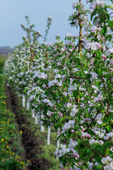 Blooming apple orchard, grass and blooming dandelions in the north of Moldova. Selective focus. - 790172258