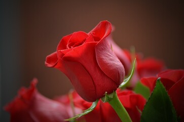 red rose on black background