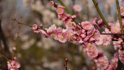 美しい梅の花
