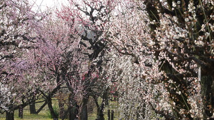 美しい梅の花