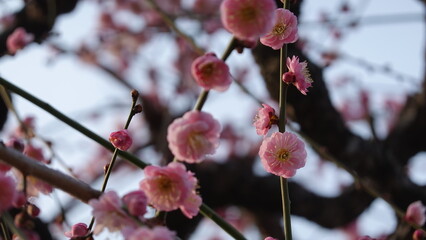 美しい梅の花