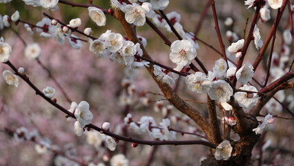 美しい梅の花