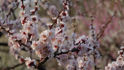 美しい梅の花