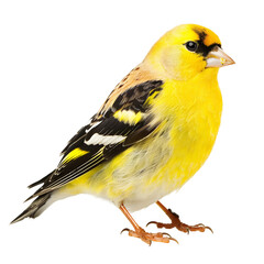 american goldfinch isolated on transparent background