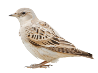 european starling isoloated on transparent background, brown bird