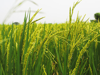 rice farmming green background and seenery young rice flower 