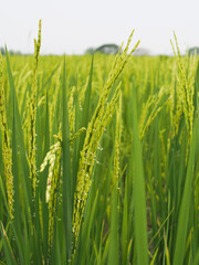 rice farmming green background and seenery young rice flower 