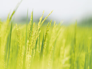rice farmming green background and seenery young rice flower 
