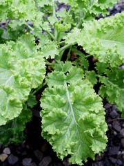 Green leve kale in pot with healthy food and supper food  grow in garden