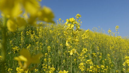 Fototapeta premium 美しい菜の花畑