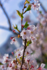 Obraz premium 벚꽃