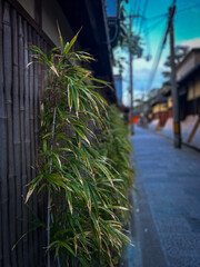 Bamboo along a streetside