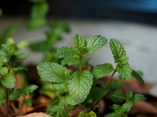 green leafs mint in house pot garden outdoor growing © maewshooter