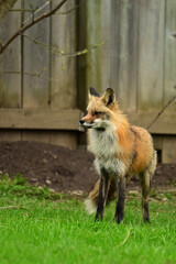 Urban wildlife photograph of a a red fox keeping watch over her den of cubs under a shed along back fence