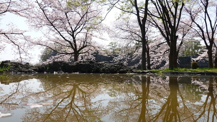 Fototapeta na wymiar 美しい桜の花