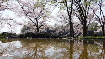 Obraz premium 美しい桜の花