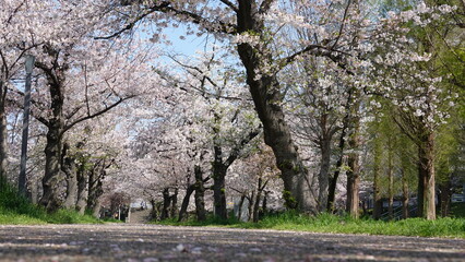 Fototapeta premium 美しい桜の花