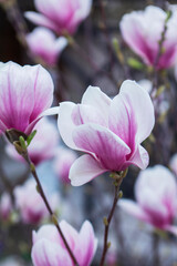 Tender magnolia flowers in a city park, spring Moldova. Selective focus. - 790181644