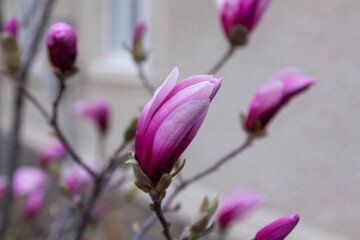 Tender magnolia flowers in a city park, spring Moldova. Selective focus. - 790182258