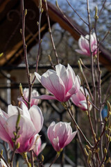 Tender magnolia flowers in a city park, spring Moldova. Selective focus. - 790182643
