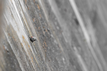 Looking for food on a dam, the wallcreeper (Tichodroma muraria)