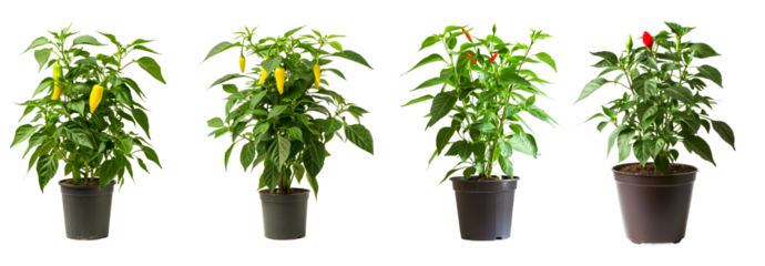 Green peppers with potted plants isolated on transparent or white background