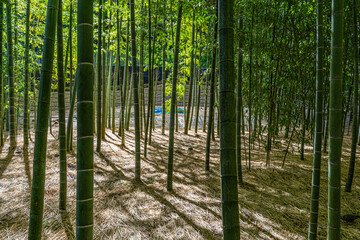 Hokokuji Temple Bamboo Forest, Kamakura, Japan